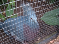 Victoria Crown Pigeon