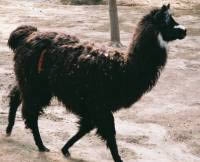 Belen lawn mower, also known as a llama