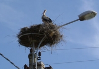 There are storks everywhere