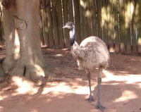 Emu