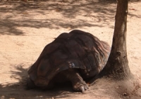 Giant tortoise