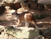 Kangaroo