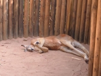 Kangaroo nap