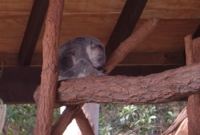 Koala Bear