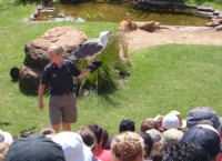 Sea Eagle