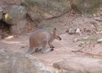 Wallaby