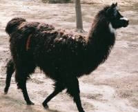 Belen lawn mower, also known as a llama