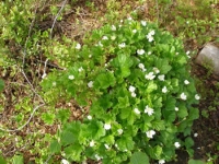 Mt. Yarri Cloud Berries