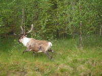 Reindeer