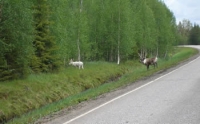 Albino reindeer