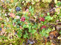 Wild Lingan Blueberries