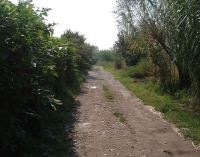 Farm road in Milan