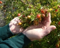 Rose Hips a.k.a. The Vitamin C Plant