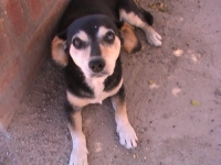 Dog that came with apartment