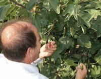 Pedro and the fig tree