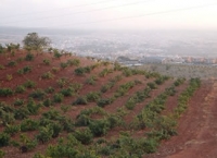 Granada vineyards