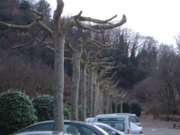 Like God, they believe in pruning really well